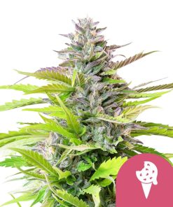 Semillas de marihuana feminizadas Cookies Gelato de Royal Queen Seeds (pack de 5 semillas)