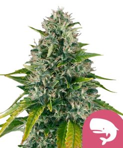 Semillas de marihuana feminizadas Royal Moby de Royal Queen Seeds (pack de 5 semillas)